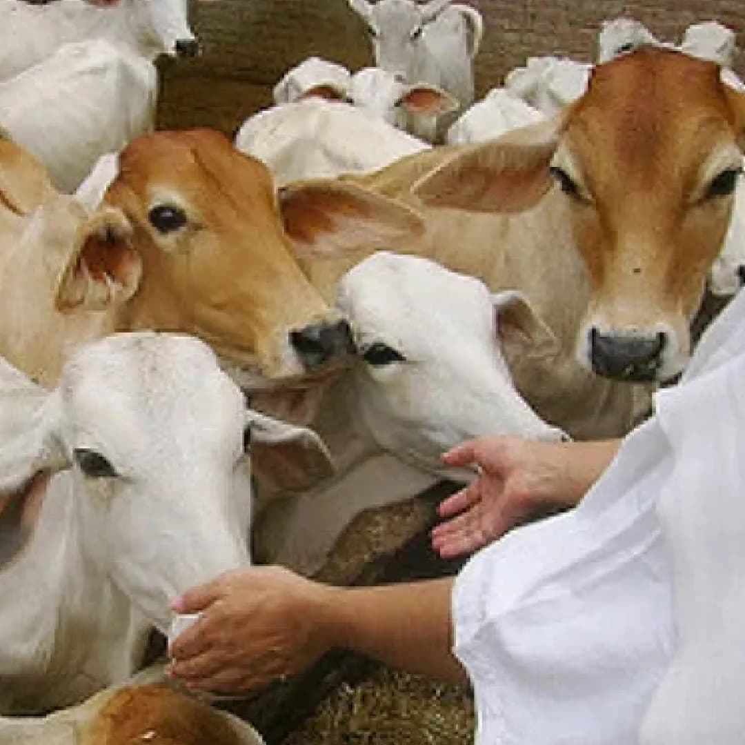 Sacred Gau Seva — Caring for indigenous cows at Seva Dham Gaushala